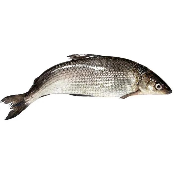 Блюда из рыбы сиг: рецепты, особенности приготовления, советы и лайфхаки